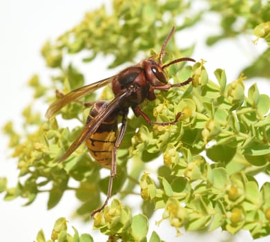 Hornet,Vespa crabro,is the largest native wasp species and is strictly protected. Hornet,Vespa crabro,is the largest native wasp species and is strictly protected.
