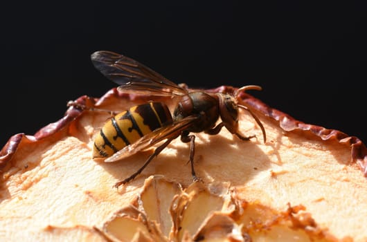 Hornet,Vespa crabro,is the largest native wasp species and is strictly protected. Hornet,Vespa crabro,is the largest native wasp species and is strictly protected.