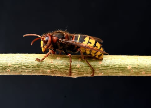 Hornet,Vespa crabro,is the largest native wasp species and is strictly protected. Hornet,Vespa crabro,is the largest native wasp species and is strictly protected.