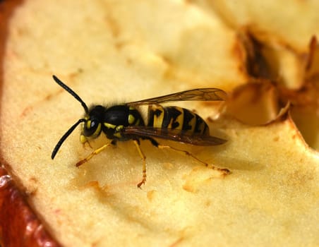 Hornet,Vespa crabro,is the largest native wasp species and is strictly protected. Hornet,Vespa crabro,is the largest native wasp species and is strictly protected.