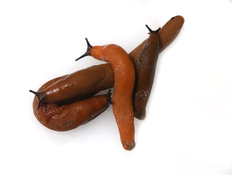 Red slugs or other nudibranchs are uninvited guests in the garden. Red slugs or other slugs are uninvited guests in the garden.