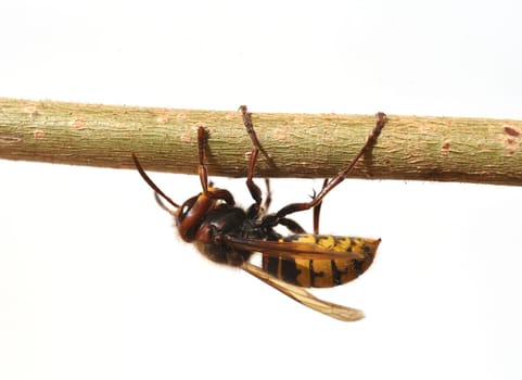 Hornet,Vespa crabro,is the largest native wasp species and is strictly protected. Hornet,Vespa crabro,is the largest native wasp species and is strictly protected.