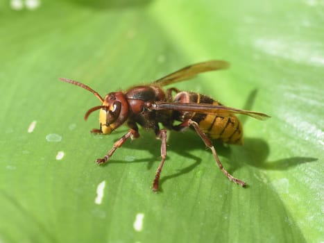 Hornet,Vespa crabro,is the largest native wasp species and is strictly protected. Hornet,Vespa crabro,is the largest native wasp species and is strictly protected.