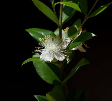Myrtle,Myrtus communis,also called balm is a shrub with beautiful white flowers. It is an important medicinal plant and an attractive garden plant. Myrtle,Myrtus communis,also called balm is a shrub with beautiful white flowers. It is an important medicinal plant and an attractive garden plant.