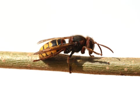 Hornet,Vespa crabro,is the largest native wasp species and is strictly protected. Hornet,Vespa crabro,is the largest native wasp species and is strictly protected.