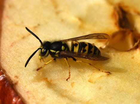 Hornet,Vespa crabro,is the largest native wasp species and is strictly protected. Hornet,Vespa crabro,is the largest native wasp species and is strictly protected.