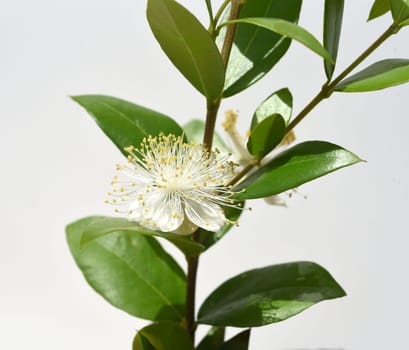 Myrtle,Myrtus communis,also called balm is a shrub with beautiful white flowers. It is an important medicinal plant and an attractive garden plant. Myrtle,Myrtus communis,also called balm is a shrub with beautiful white flowers. It is an important medicinal plant and an attractive garden plant.
