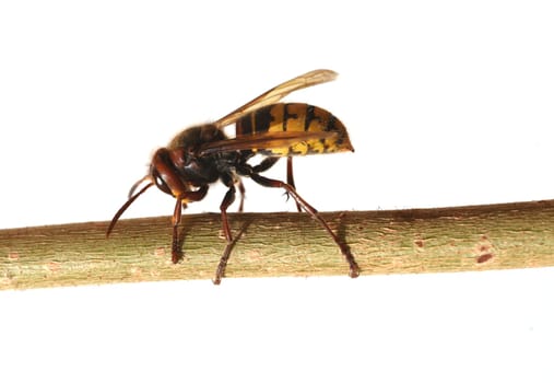 Hornet,Vespa crabro,is the largest native wasp species and is strictly protected. Hornet,Vespa crabro,is the largest native wasp species and is strictly protected.