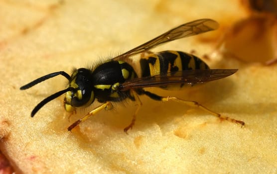 Hornet,Vespa crabro,is the largest native wasp species and is strictly protected. Hornet,Vespa crabro,is the largest native wasp species and is strictly protected.