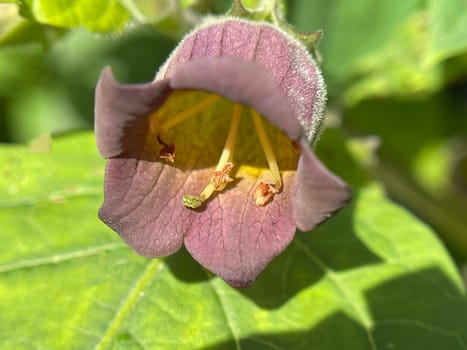 Deadly nightshade,Atropa bella-donna,has black berries and is a poisonous and medicinal plant. Deadly Nightshade,Atropa bella-donna,has black berries and is a poisonous and medicinal plant.