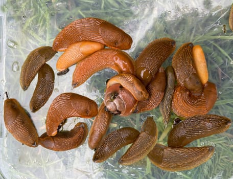 Red slugs or other nudibranchs are uninvited guests in the garden. Red slugs or other slugs are uninvited guests in the garden.