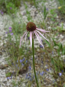 Conechinacea,Echinacea purpurea,is an important medicinal plant and a fragrant plant with red flowers. It is a beautiful perennial plant and is often planted in the garden. Red coneflower,Echinacea purpurea,is an important medicinal herb and an aromatic plant with red flowers. It is a beautiful perennial plant and is often planted in the garden.