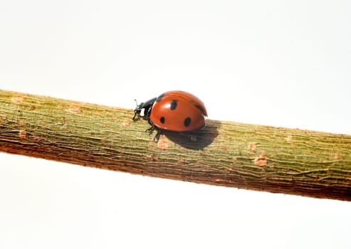 Marienkaefer,Coccinella semptempunctata,is a beautiful red kaefer with black dots. The insect is very useful and eats many aphids. Ladybug,Coccinella semptempunctata,is a pretty red beetle with black spots. The insect is very useful and eats many aphids.