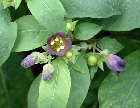 Deadly nightshade,Atropa bella-donna,has black berries and is a poisonous and medicinal plant. Deadly Nightshade,Atropa bella-donna,has black berries and is a poisonous and medicinal plant.