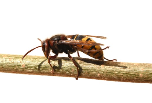 Hornet,Vespa crabro,is the largest native wasp species and is strictly protected. Hornet,Vespa crabro,is the largest native wasp species and is strictly protected.