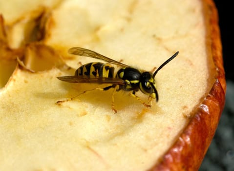 Hornet,Vespa crabro,is the largest native wasp species and is strictly protected. Hornet,Vespa crabro,is the largest native wasp species and is strictly protected.