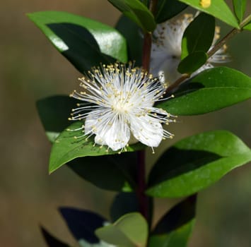 Myrtle,Myrtus communis,also called balm is a shrub with beautiful white flowers. It is an important medicinal plant and an attractive garden plant. Myrtle,Myrtus communis,also called balm is a shrub with beautiful white flowers. It is an important medicinal plant and an attractive garden plant.