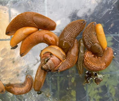Red slugs or other nudibranchs are uninvited guests in the garden. Red slugs or other slugs are uninvited guests in the garden.
