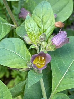 Deadly nightshade,Atropa bella-donna,has black berries and is a poisonous and medicinal plant. Deadly Nightshade,Atropa bella-donna,has black berries and is a poisonous and medicinal plant.