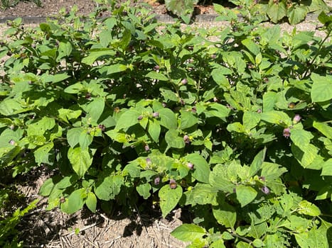 Deadly nightshade,Atropa bella-donna,has black berries and is a poisonous and medicinal plant. Deadly Nightshade,Atropa bella-donna,has black berries and is a poisonous and medicinal plant.