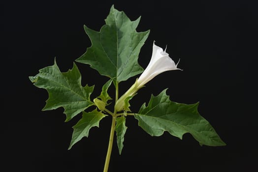 Holly apple,Datura Stramonium is a medicinal plant that is also used in medicine. Thorn apple,Datura Stramonium is a medicinal plant that is also used in medicine.