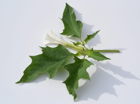 Holly apple,Datura Stramonium is a medicinal plant that is also used in medicine. Thorn apple,Datura Stramonium is a medicinal plant that is also used in medicine.