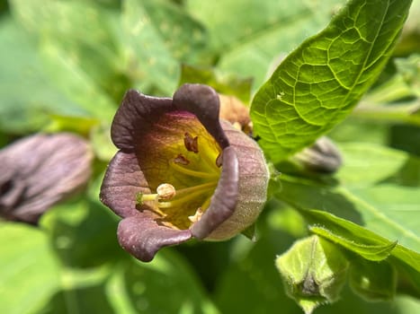 Deadly nightshade,Atropa bella-donna,has black berries and is a poisonous and medicinal plant. Deadly Nightshade,Atropa bella-donna,has black berries and is a poisonous and medicinal plant.