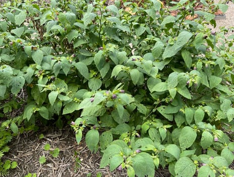 Deadly nightshade,Atropa bella-donna,has black berries and is a poisonous and medicinal plant. Deadly Nightshade,Atropa bella-donna,has black berries and is a poisonous and medicinal plant.
