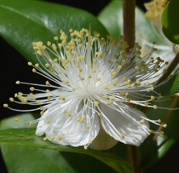 Myrtle,Myrtus communis,also called balm is a shrub with beautiful white flowers. It is an important medicinal plant and an attractive garden plant. Myrtle,Myrtus communis,also called balm is a shrub with beautiful white flowers. It is an important medicinal plant and an attractive garden plant.