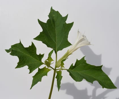 Holly apple,Datura Stramonium is a medicinal plant that is also used in medicine. Thorn apple,Datura Stramonium is a medicinal plant that is also used in medicine.