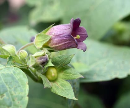 Deadly nightshade,Atropa bella-donna,has black berries and is a poisonous and medicinal plant. Deadly Nightshade,Atropa bella-donna,has black berries and is a poisonous and medicinal plant.