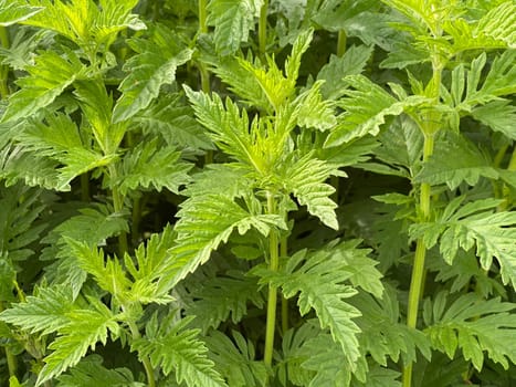 Wolfstrapp,Lycopus europaeus,is an important medicinal plant that is also used in medicine. Wolfstrapp,Lycopus europaeus,is an important medicinal plant that is also used in medicine.