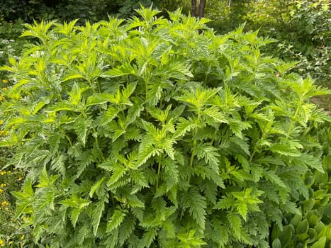 Wolfstrapp,Lycopus europaeus,is an important medicinal plant that is also used in medicine. Wolfstrapp,Lycopus europaeus,is an important medicinal plant that is also used in medicine.