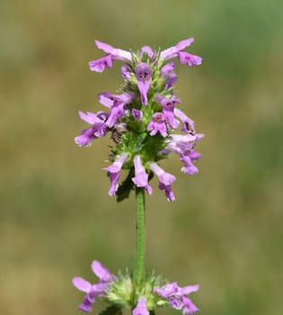 Ziest,Stachys officinalis is an important medicinal plant with purple flowers. Ziest,Stachys officinalis is an important medicinal plant with purple flowers.