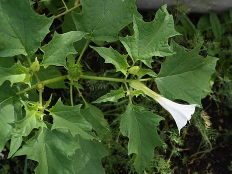 Holly apple,Datura Stramonium is a medicinal plant that is also used in medicine. Thorn apple,Datura Stramonium is a medicinal plant that is also used in medicine.