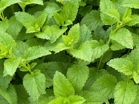 Lemon balm Melissa officinalis,is an important medicinal plant and a fragrant plant with white flowers. It is a beautiful perennial and is also used in medicine. Lemon balm Melissa officinalis,is an important medicinal plant and an aromatic plant with white flowers. It is a beautiful perennial and is also used in medicine.