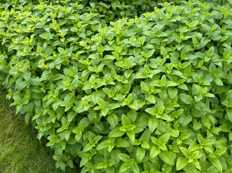 Lemon balm Melissa officinalis,is an important medicinal plant and a fragrant plant with white flowers. It is a beautiful perennial and is also used in medicine. Lemon balm Melissa officinalis,is an important medicinal plant and an aromatic plant with white flowers. It is a beautiful perennial and is also used in medicine.