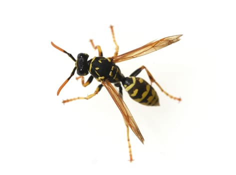 Wasp,Vespula germanica,is a useful and protected insect. Wasp,Vespula germanica,is a useful and protected insect.