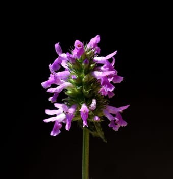 Ziest,Stachys officinalis is an important medicinal plant with purple flowers. Ziest,Stachys officinalis is an important medicinal plant with purple flowers.