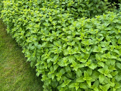 Lemon balm Melissa officinalis,is an important medicinal plant and a fragrant plant with white flowers. It is a beautiful perennial and is also used in medicine. Lemon balm Melissa officinalis,is an important medicinal plant and an aromatic plant with white flowers. It is a beautiful perennial and is also used in medicine.