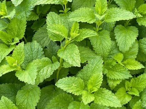 Lemon balm Melissa officinalis,is an important medicinal plant and a fragrant plant with white flowers. It is a beautiful perennial and is also used in medicine. Lemon balm Melissa officinalis,is an important medicinal plant and an aromatic plant with white flowers. It is a beautiful perennial and is also used in medicine.