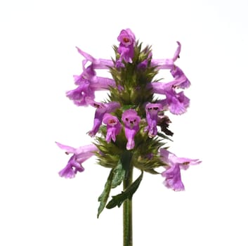 Ziest,Stachys officinalis is an important medicinal plant with purple flowers. Ziest,Stachys officinalis is an important medicinal plant with purple flowers.