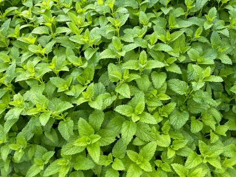 Lemon balm Melissa officinalis,is an important medicinal plant and a fragrant plant with white flowers. It is a beautiful perennial and is also used in medicine. Lemon balm Melissa officinalis,is an important medicinal plant and an aromatic plant with white flowers. It is a beautiful perennial and is also used in medicine.