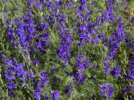 Larkspur,consolida ajacis is a wild and medicinal plant with blue flowers. Barnacle spur,consolida ajacis is a wild and medicinal plant with blue flowers.