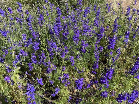 Larkspur,consolida ajacis is a wild and medicinal plant with blue flowers. Barnacle spur,consolida ajacis is a wild and medicinal plant with blue flowers.