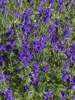 Larkspur,consolida ajacis is a wild and medicinal plant with blue flowers. Barnacle spur,consolida ajacis is a wild and medicinal plant with blue flowers.