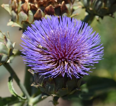 Artichoke,Cynara scolymus is a vegetable and medicinal plant. Artichoke,Cynara scolymus,is a vegetable and medicinal plant.