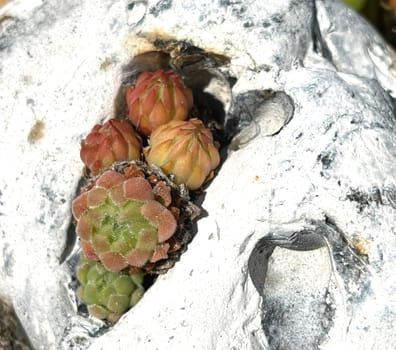 Hauswurz,Sempervivum,tectorum,is a medicinal plant and an alpine flower with red flowers. Houseleek,Sempervivum,tectorum,is a medicinal plant and an alpine flower with red flowers.
