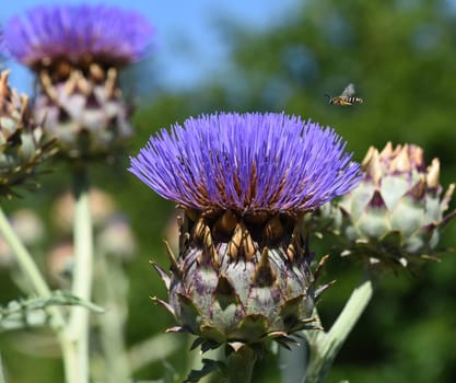 Artichoke,Cynara scolymus is a vegetable and medicinal plant. Artichoke,Cynara scolymus,is a vegetable and medicinal plant.