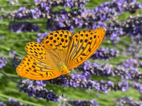 Emperor's mantle,Argynnis paphia belongs to the noble butterflies and are insects with large wings. Imperial mantle,Argynnis paphia belongs to the noble butterflies and are insects with large wings.